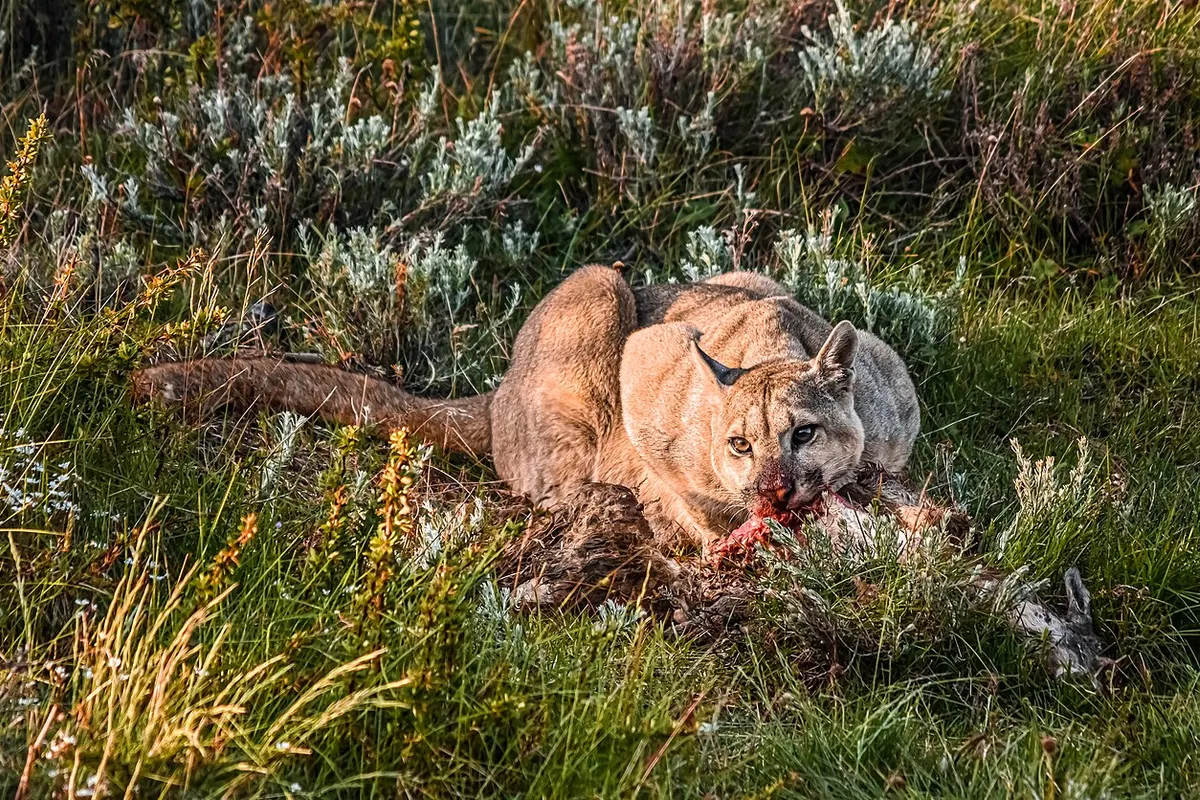 Puma (Puma concolor)