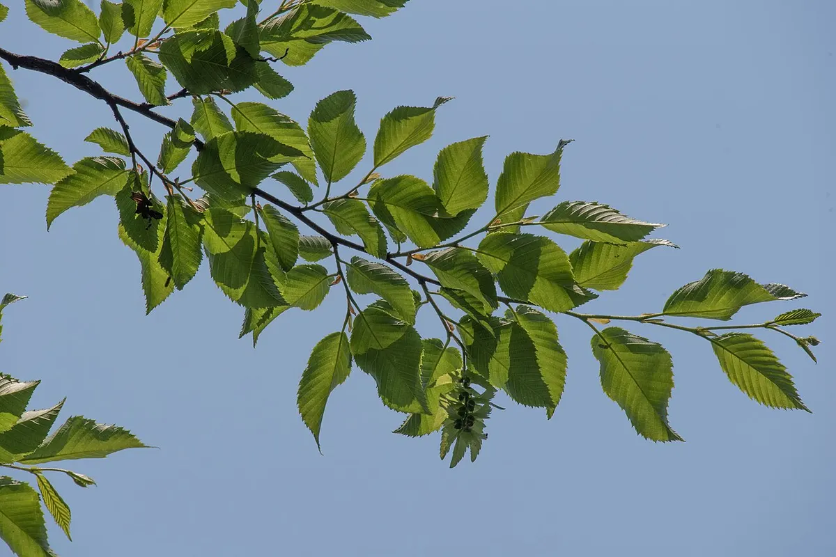 Putuo hornbeam (Carpinus putoensis)