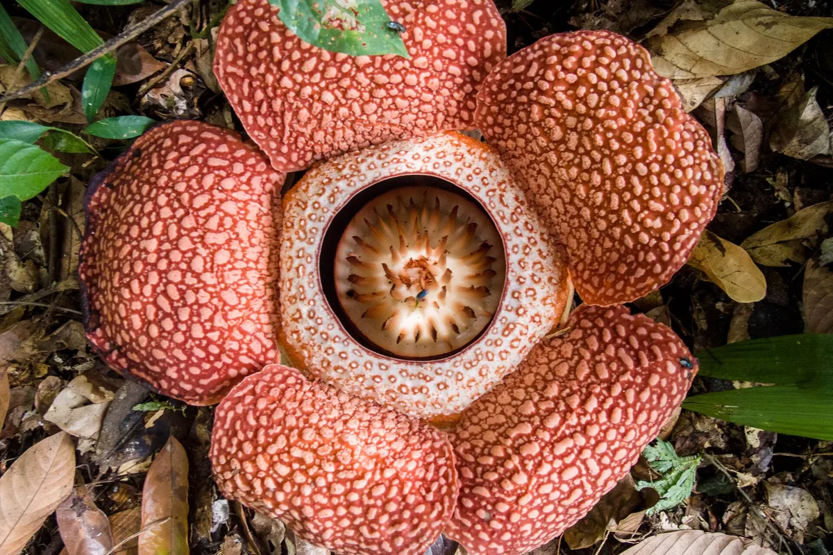 Rafflesia (Rafflesia keithii)