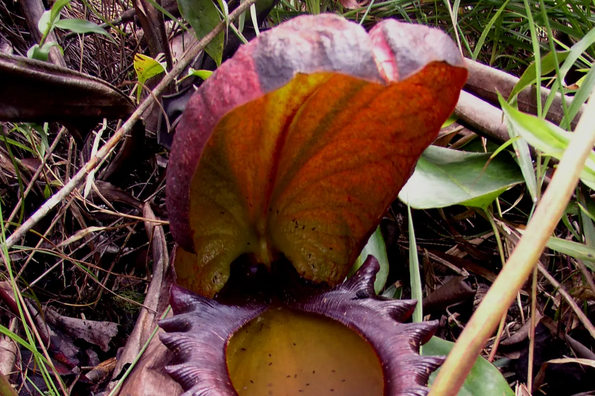 Rajah pitcher plant (Nepenthes rajah)