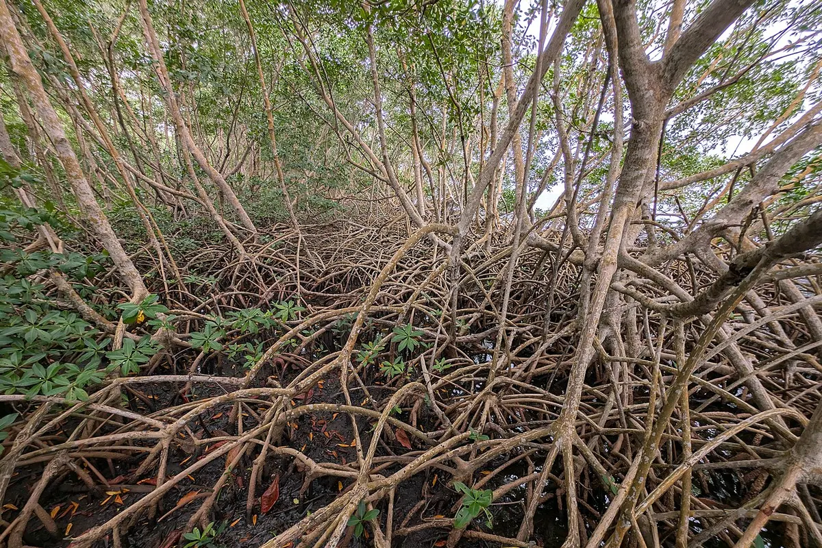 Red mangrove (Rhizophora mangle)
