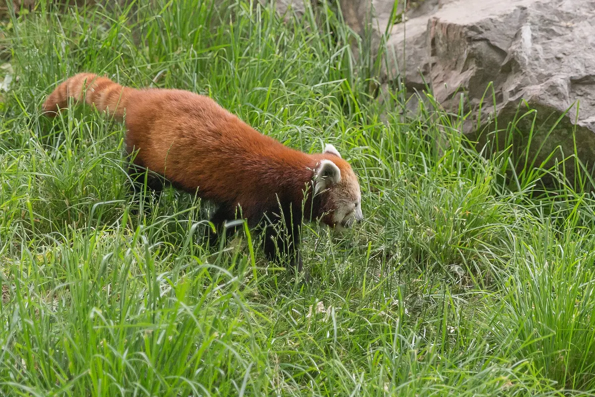 Red panda (Ailurus fulgens)