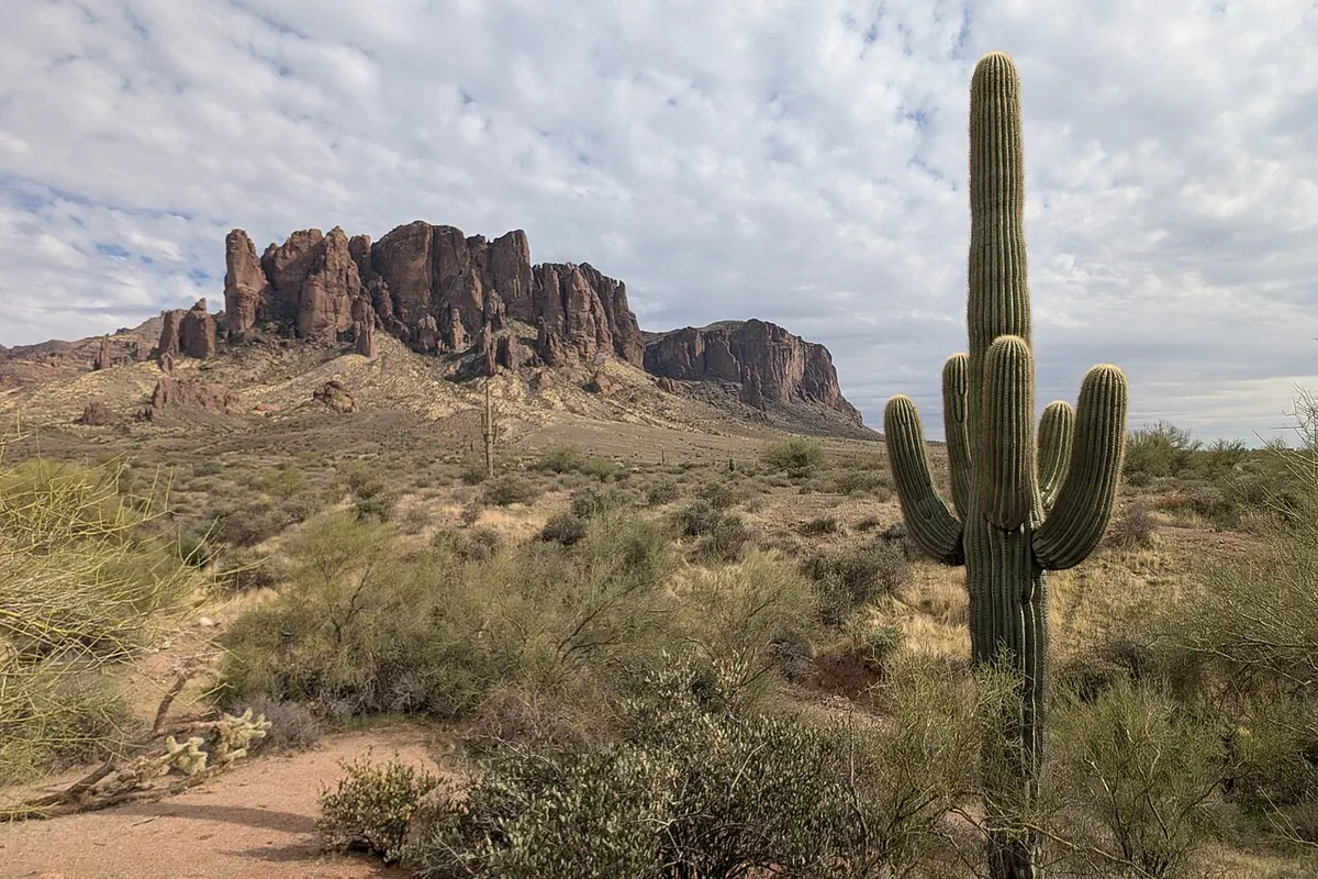 Saguaro (Carnegiea gigantea)
