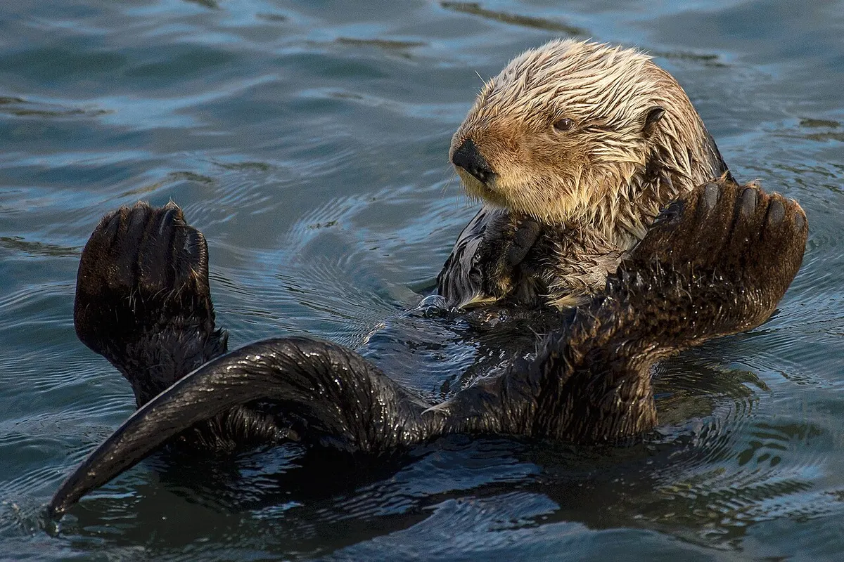 Sea otter (Enhydra lutris)