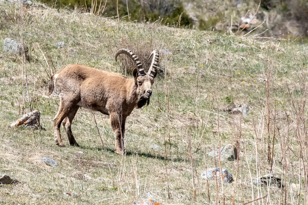 Siberian ibex (Capra sibirica)