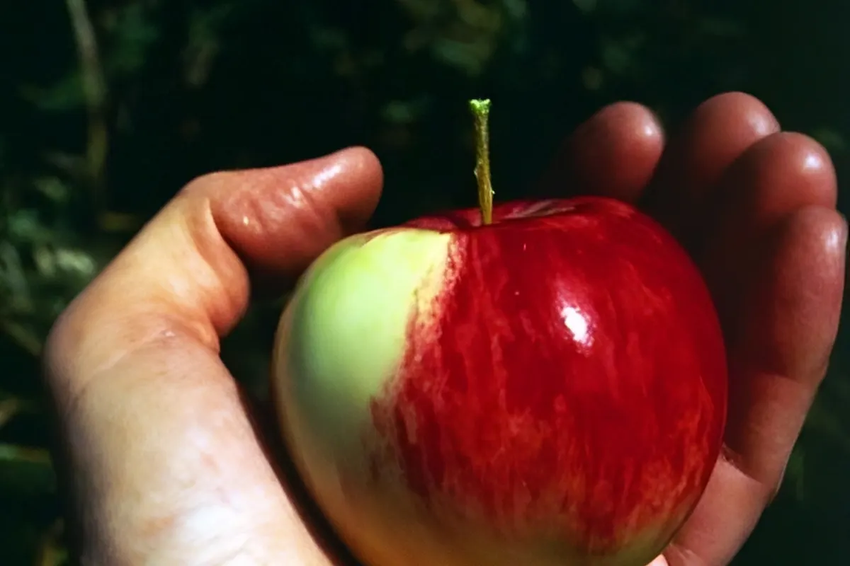 Sievers apple (Malus sieversii)