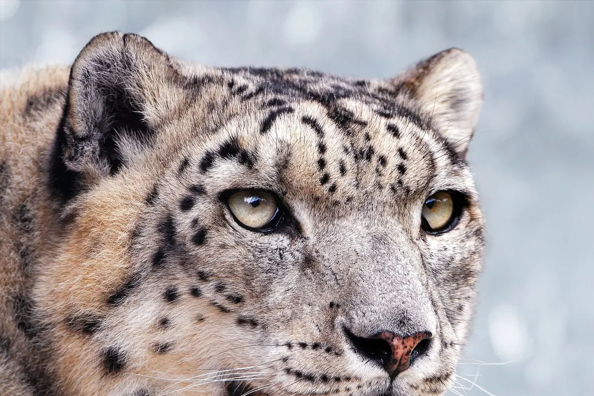Snow leopard (Panthera uncia)