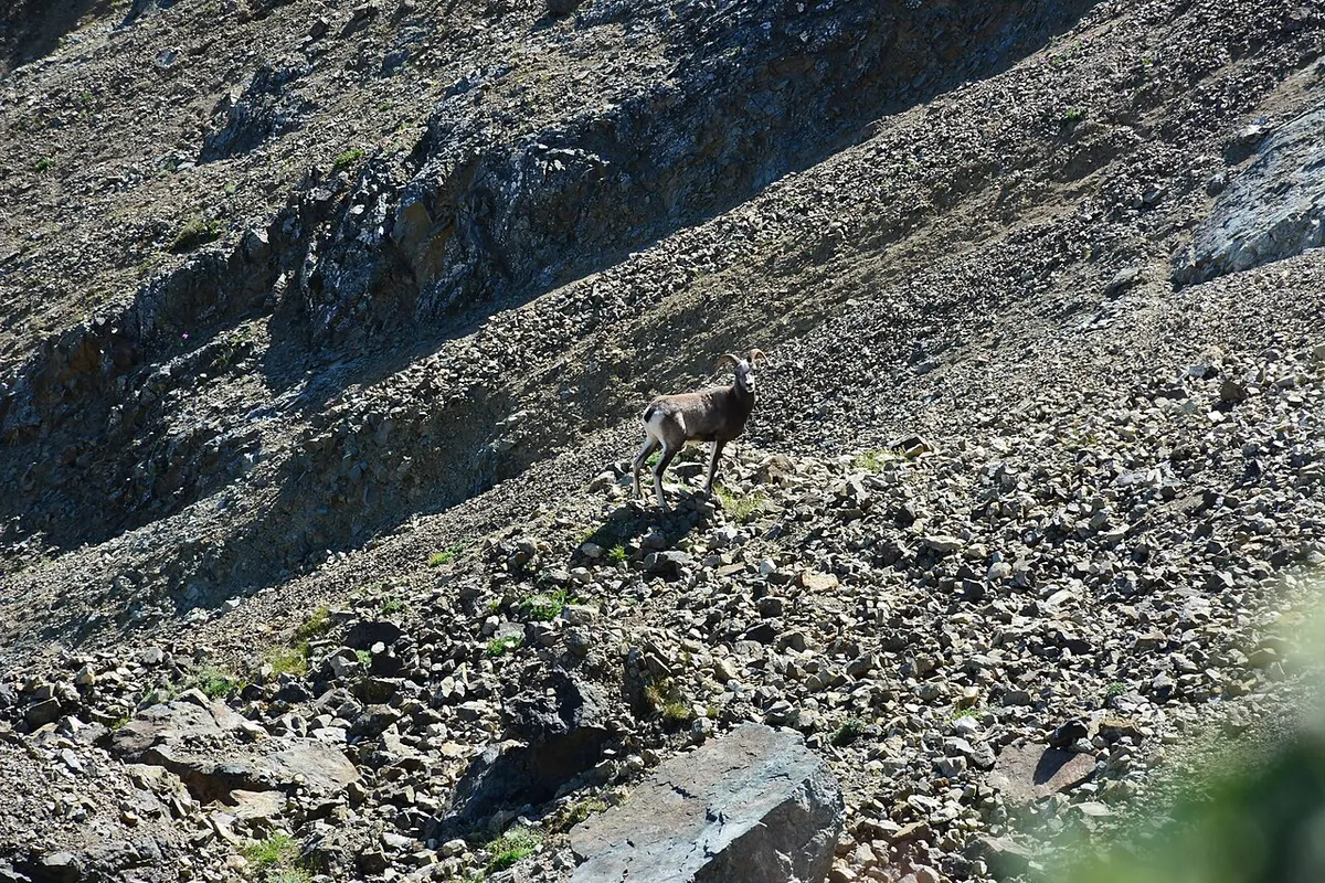 Snow sheep (Ovis nivicola)