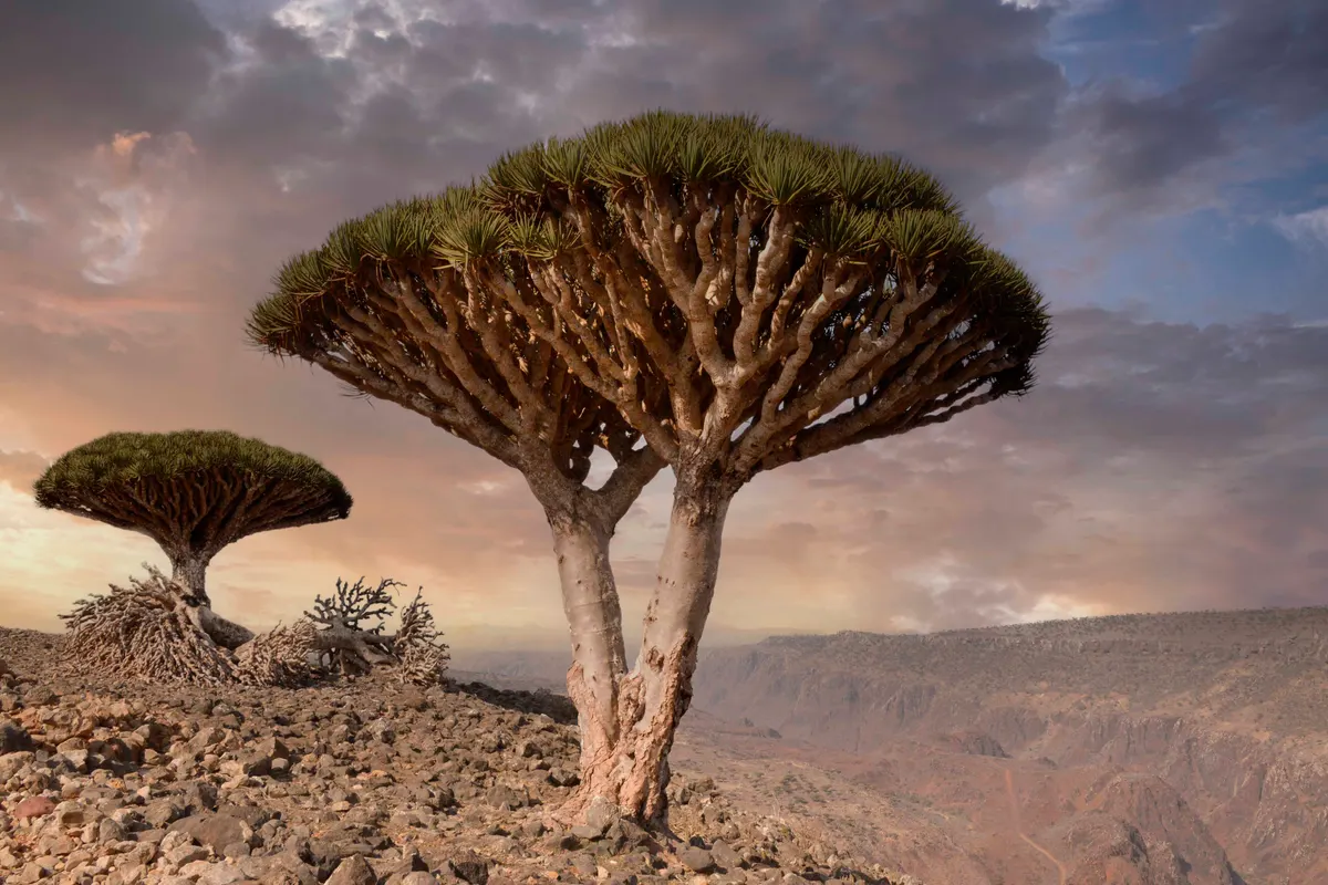 Socotra dragon tree (Dracaena cinnabari)