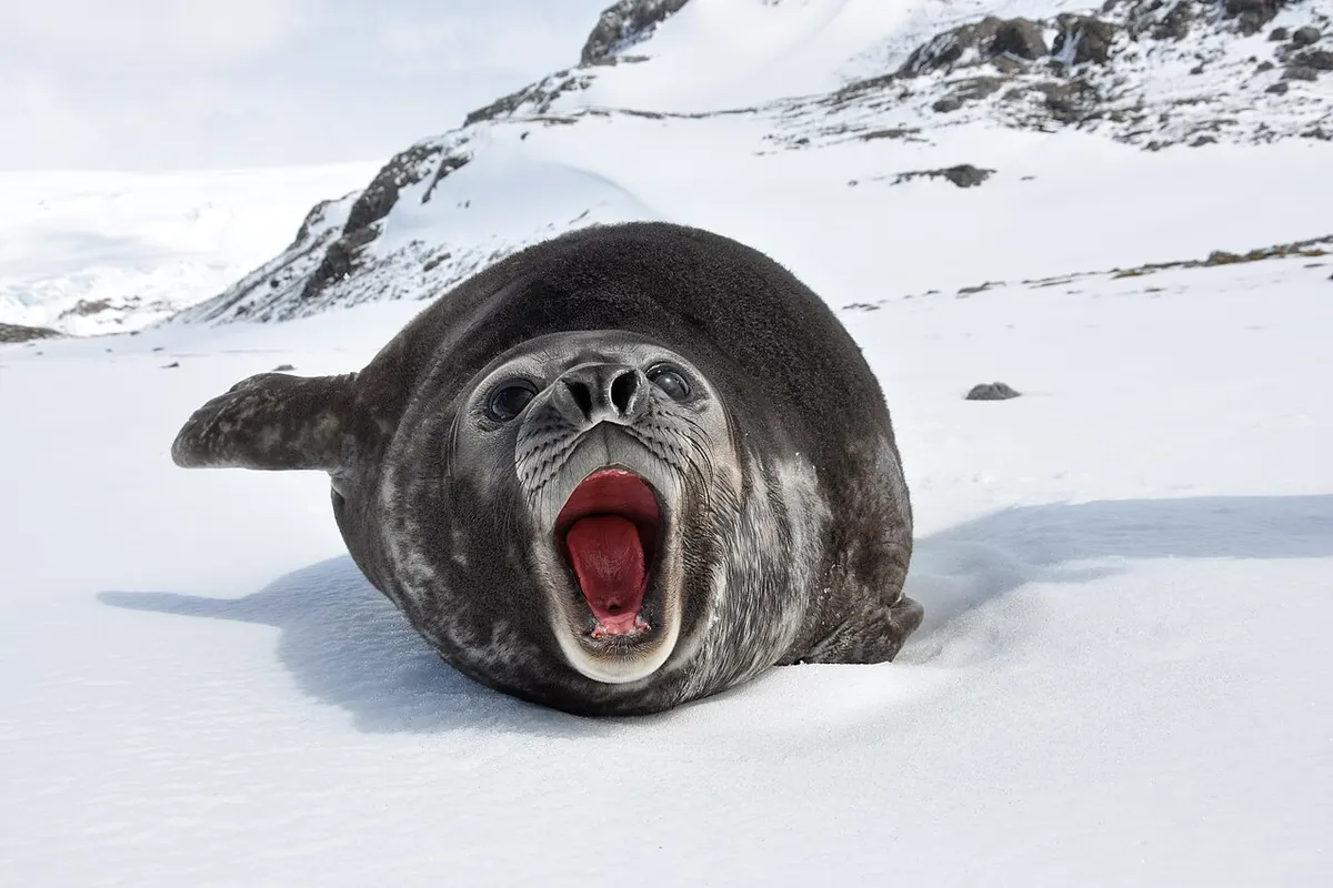 Southern elephant seal (Mirounga leonina)