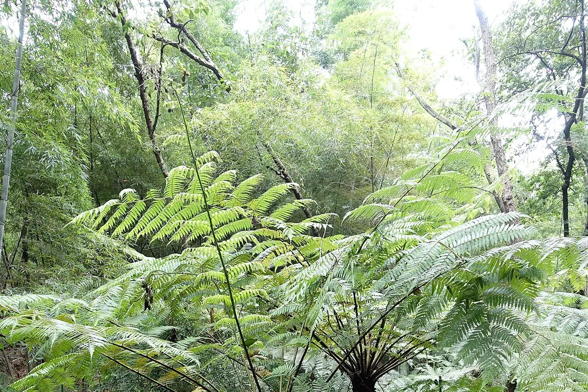 Spinulose tree fern (Alsophila spinulosa)