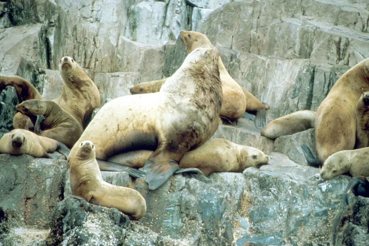 Steller sea lion (Eumetopias jubatus)