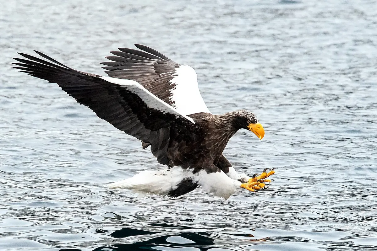 Steller’s sea eagle (Haliaeetus pelagicus)