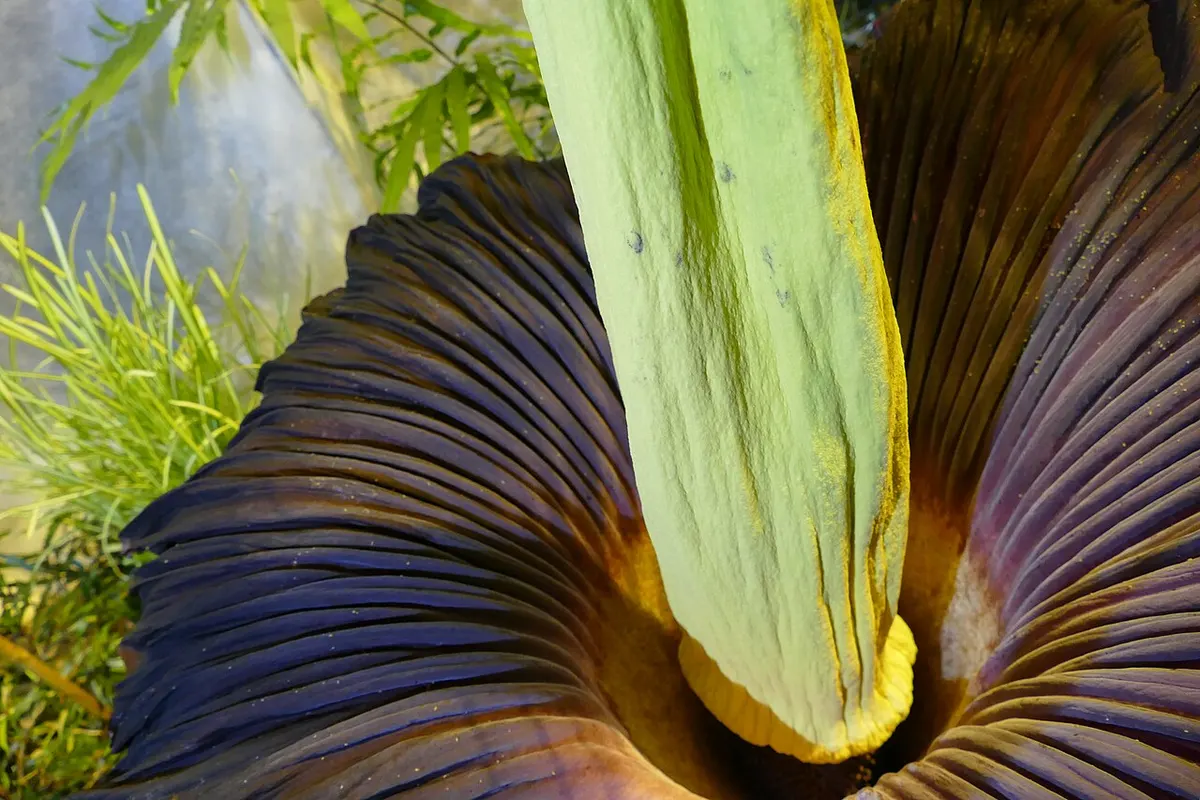 Titan arum (Amorphophallus titanum)
