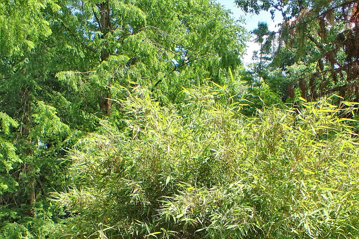 Umbrella bamboo (Fargesia spathacea)