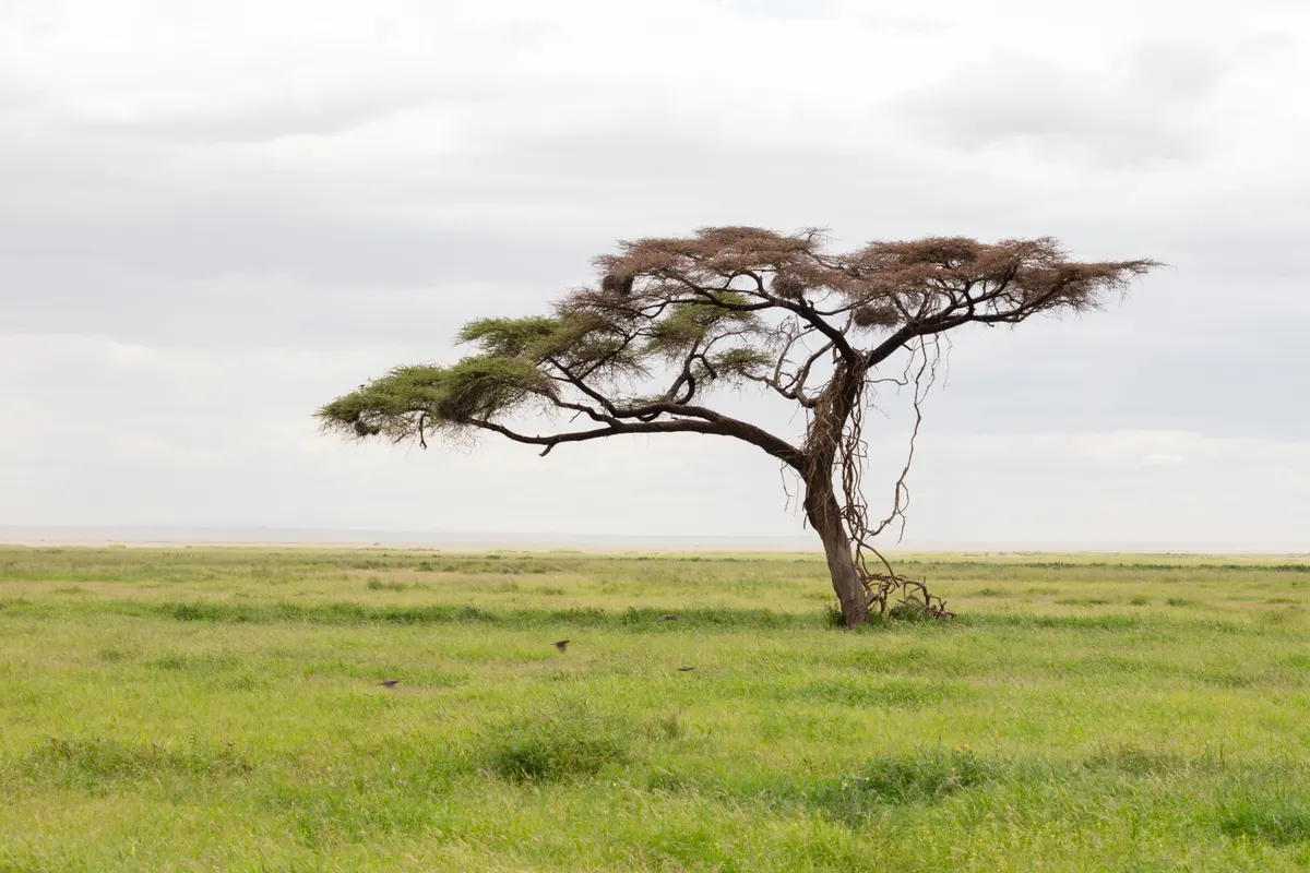 Umbrella thorn (Vachellia tortilis)