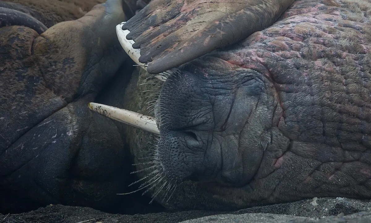 Walrus (Odobenus rosmarus)