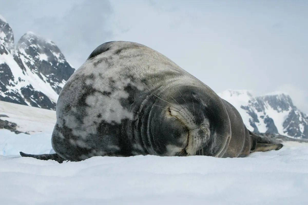 Weddell seal (Leptonychotes weddellii)