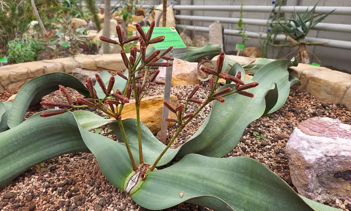 Welwitschia (Welwitschia mirabilis)