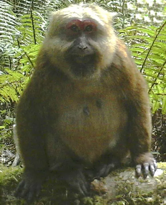 White-cheeked macaque (Macaca leucogenys)