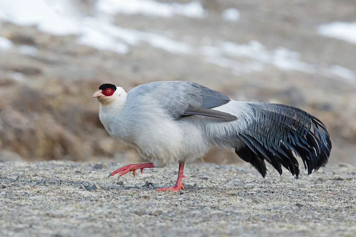 White eared pheasant (Crossoptilon crossoptilon)