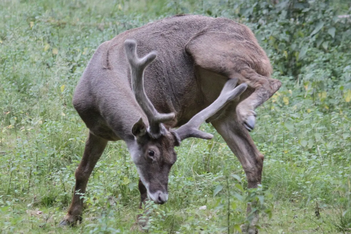 White-lipped deer (Cervus albirostris)