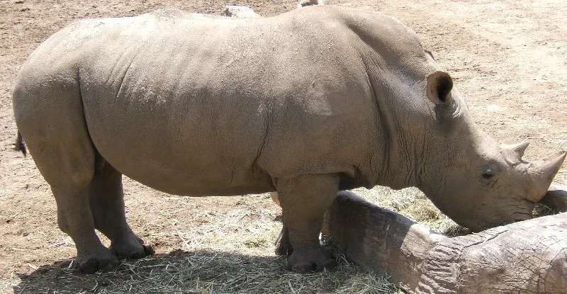 White rhinoceros (Ceratotherium simum)