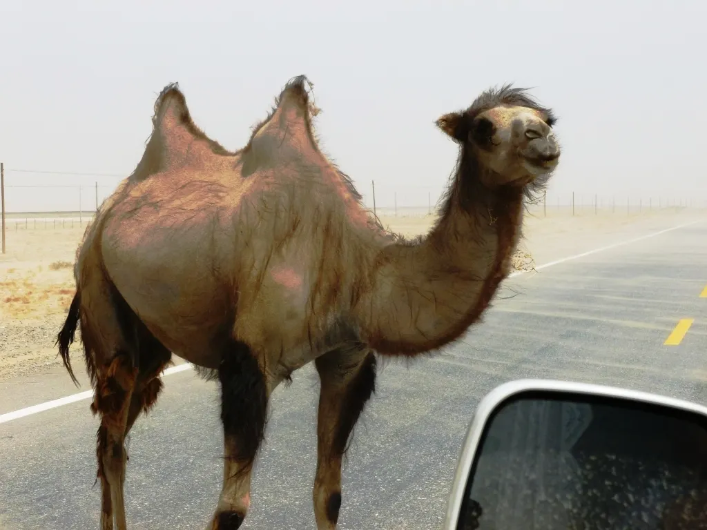 Wild Bactrian camel (Camelus ferus)