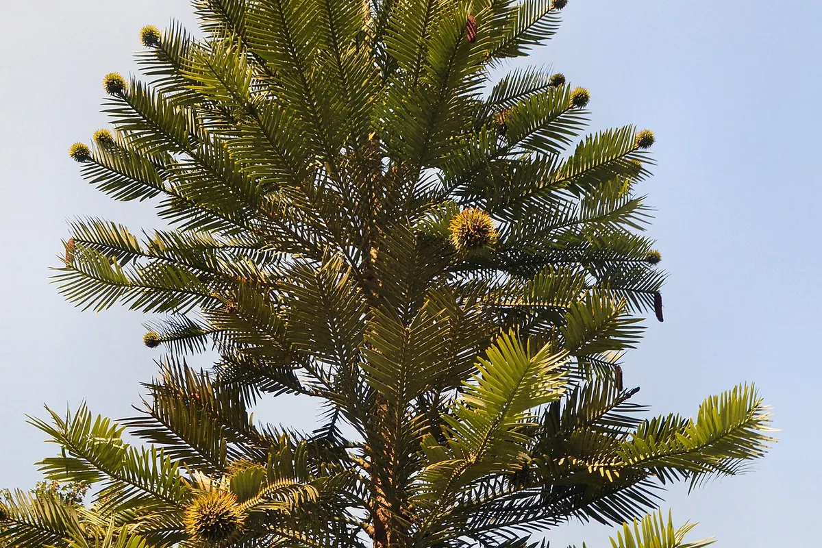 Wollemi pine (Wollemia nobilis)
