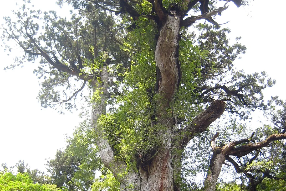 Yakusugi cedar (Cryptomeria japonica)