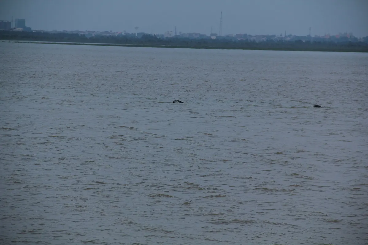 Yangtze finless porpoise (Neophocaena asiaeorientalis asiaeorientalis)