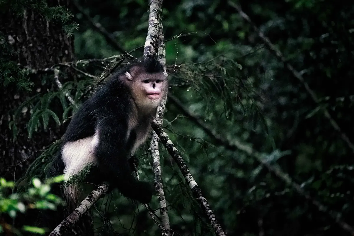 Yunnan snub-nosed monkey (Rhinopithecus bieti)
