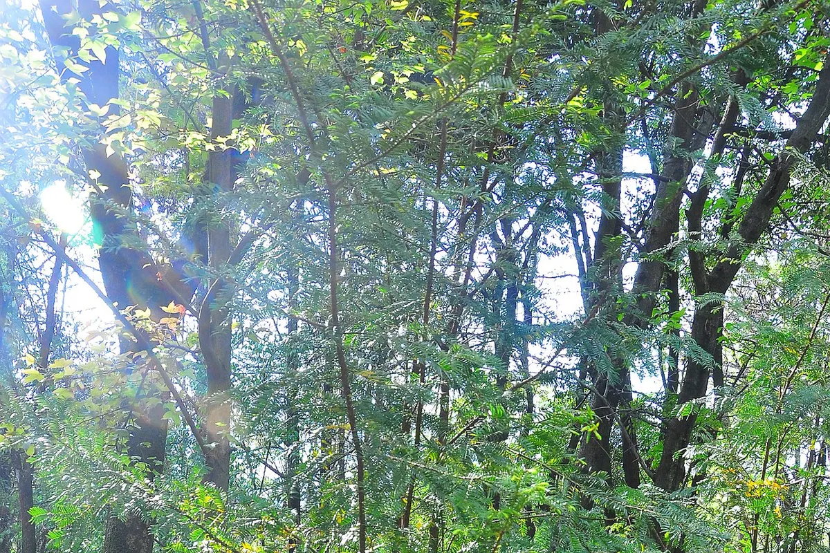 Yunnan yew (Taxus wallichiana var. yunnanensis)